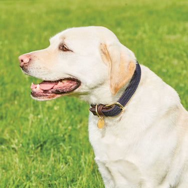 Buy Weatherbeeta Leather Plaited Brown/Navy Dog Collar | Online for Canine