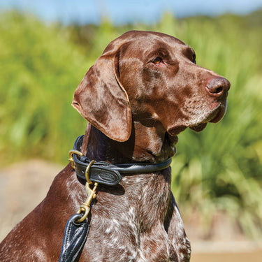 Buy Weatherbeeta Rolled Leather Teal Dog Collar | Online for Canine