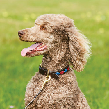 Buy Weatherbeeta Polo Leather Beaufort Brown/Pink/Blue Dog Collar | Online for Canine