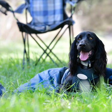 Buy Weatherbeeta Explorer Dog Sleeping Bag | Online for Canine