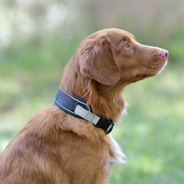 Buy Weatherbeeta Explorer Dog Collar | Online for Canine