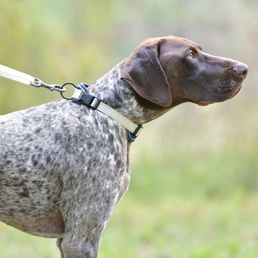 Buy Weatherbeeta Explorer Dog Collar | Online for Canine