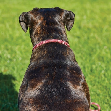 Buy Weatherbeeta Rope Leather Burgundy/Brown Dog Collar | Online for Canine