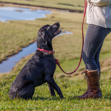 Buy Weatherbeeta Rolled Leather Brown Dog Collar | Online for Canine