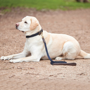 Buy Weatherbeeta Leather Plaited Brown/Maroon Dog Lead | Online for Canine