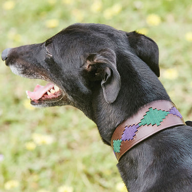 Buy Weatherbeeta Lurcher Polo Leather Beaufort Brown/Purple/Teal Dog Collar | Online for Canine