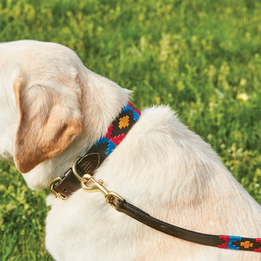 Buy Weatherbeeta Polo Leather Beaufort Brown/Pink/Blue Dog Collar | Online for Canine