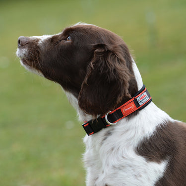 Buy Weatherbeeta Therapy-Tec Dog Collar | Online for Canine