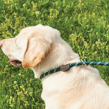 Buy Weatherbeeta Rope Leather Slip Hunter Green/Brown Dog Lead | Online for Canine