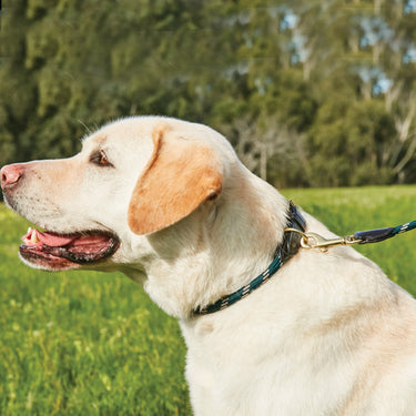 Buy Weatherbeeta Rope Leather Burgundy/Brown Dog Collar | Online for Canine