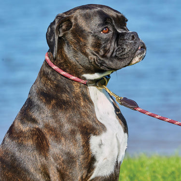 Buy Weatherbeeta Rope Leather Burgundy/Brown Dog Collar | Online for Canine