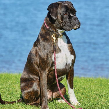 Buy Weatherbeeta Rope Leather Burgundy/Brown Dog Collar | Online for Canine