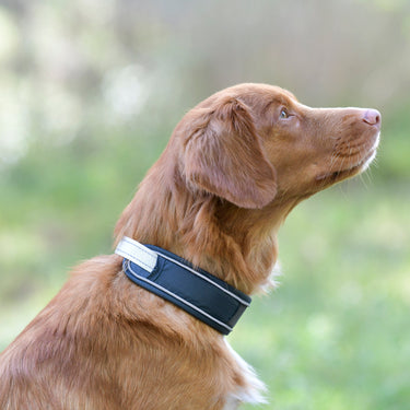 Buy Weatherbeeta Explorer Dog Collar | Online for Canine