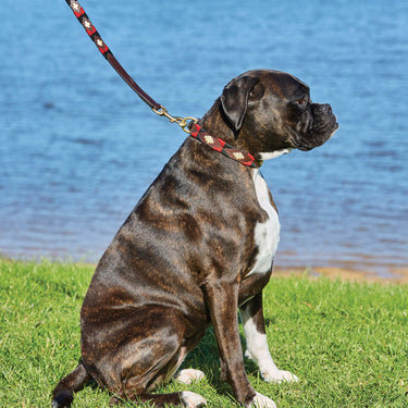 Buy Weatherbeeta Polo Leather Beaufort Brown/Red/Orange/Blue Dog Collar | Online for Canine