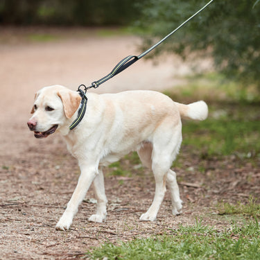 Buy Weatherbeeta Reflective Black/Pink Dog Lead | Online for Canine