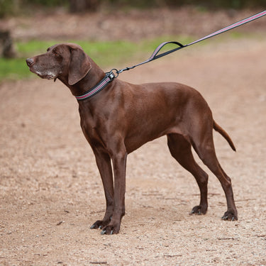 Buy Weatherbeeta Reflective Black/Yellow Dog Collar | Online for Canine