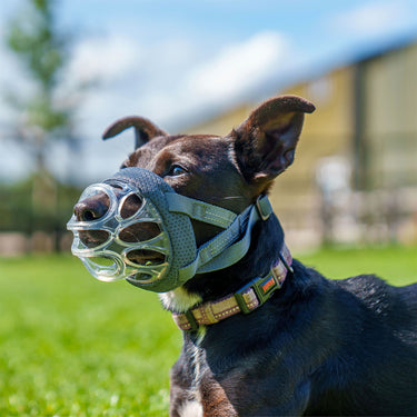 Baskerville Invisa Basket Muzzle