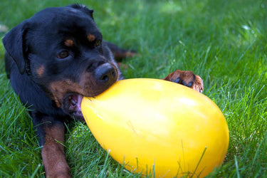 Jolly Pets Jolly Egg Yellow