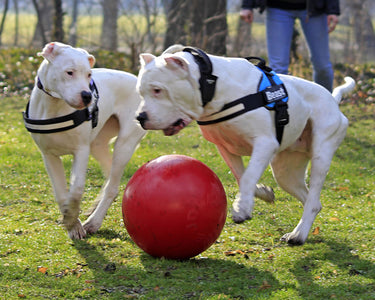 Jolly Pets Push-N-Play Red