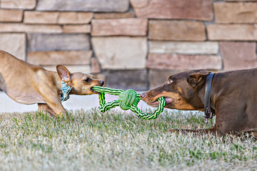 Jolly Pets Gentle Tug Rope Toy