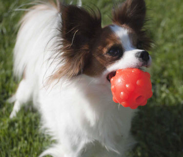 Jolly Pets Jolly Jumper Orange