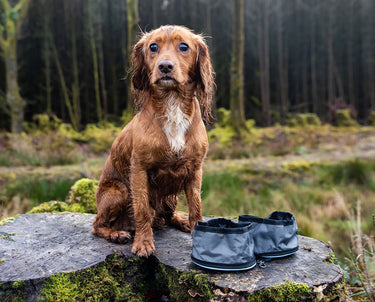 Buy Henry Wag Snaffle Pack Bowl Set | Online for Canine