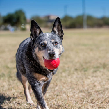 Kong Ball