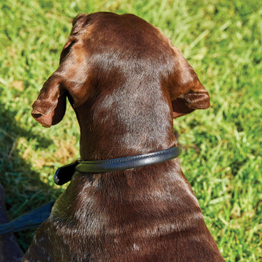 Buy Weatherbeeta Rolled Leather Black Dog Collar | Online for Canine