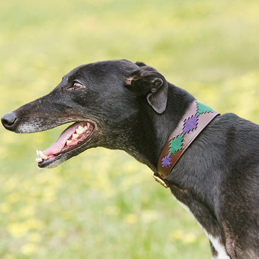 Buy Weatherbeeta Lurcher Polo Leather Beaufort Brown/Pink/Blue Dog Collar | Online for Canine