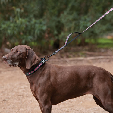 Buy Weatherbeeta Reflective Black/Pink Dog Lead | Online for Canine