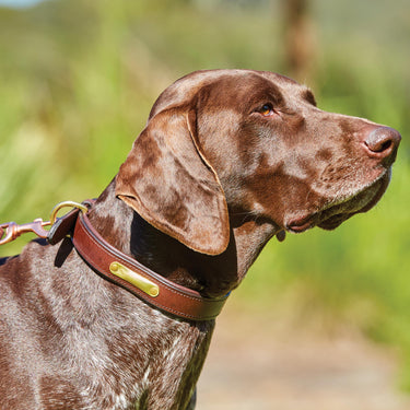 Buy Weatherbeeta Padded Leather Black Dog Collar | Online for Canine