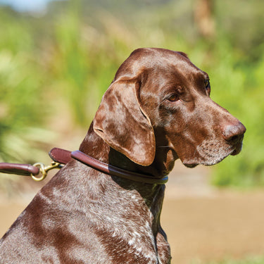 Buy Weatherbeeta Rolled Leather Brown Dog Collar | Online for Canine