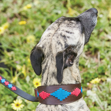 Buy Weatherbeeta Lurcher Polo Leather Beaufort Brown/Purple/Teal Dog Collar | Online for Canine