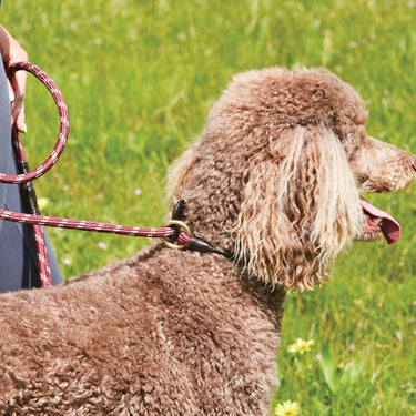 Buy Weatherbeeta Rope Leather Slip Burgundy/Brown Dog Lead | Online for Canine