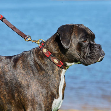 Buy Weatherbeeta Polo Leather Cowdray Brown/Blue/Blue Dog Collar | Online for Canine