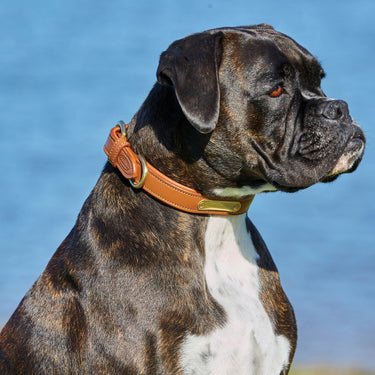 Buy Weatherbeeta Padded Leather Tan Dog Collar | Online for Canine