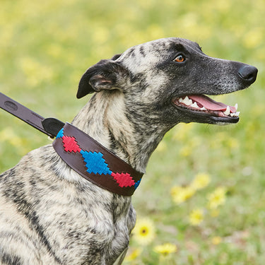 Buy Weatherbeeta Lurcher Polo Leather Beaufort Brown/Pink/Blue Dog Collar | Online for Canine