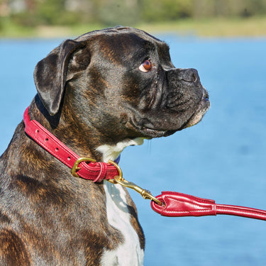 Buy Weatherbeeta Rolled Leather Maroon Dog Collar | Online for Canine