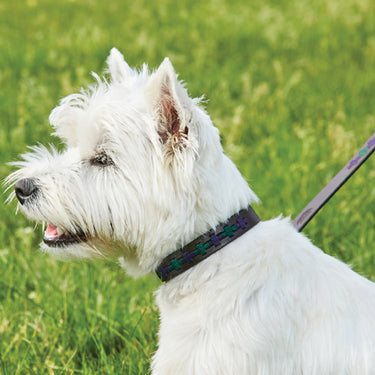 Buy Weatherbeeta Polo Leather Beaufort Brown/Pink/Blue Dog Collar | Online for Canine