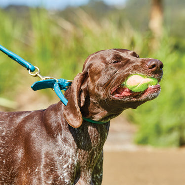 Buy Weatherbeeta Rolled Leather Black Dog Collar | Online for Canine