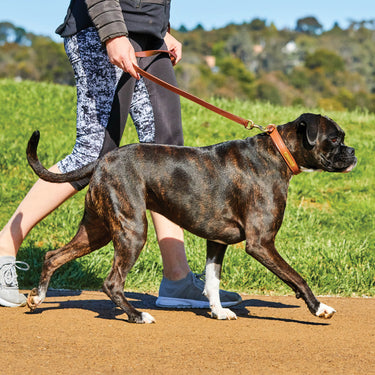 Buy Weatherbeeta Padded Leather Black Dog Collar | Online for Canine