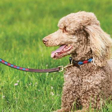 Buy Weatherbeeta Polo Leather Cowdray Brown/Blue/Blue Dog Lead | Online for Canine