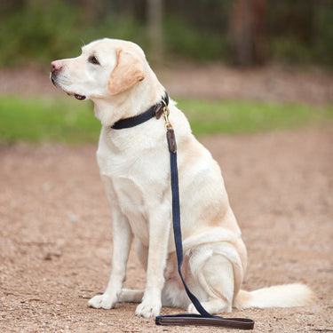 Buy Weatherbeeta Leather Plaited Brown/Navy Dog Lead | Online for Canine